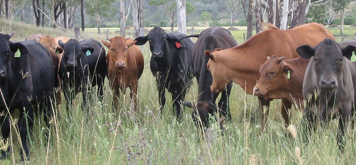 Farm work: Cattle watching you Farm work: Cattle watching you