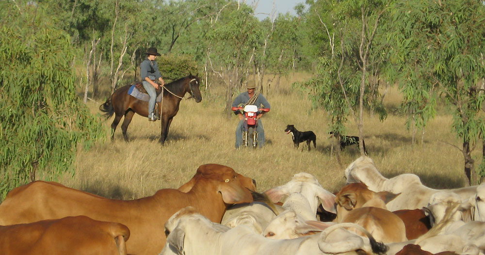 Farm Work: Mustering with horse, bike and dogs Farm Work: Mustering with horse, bike and dogs