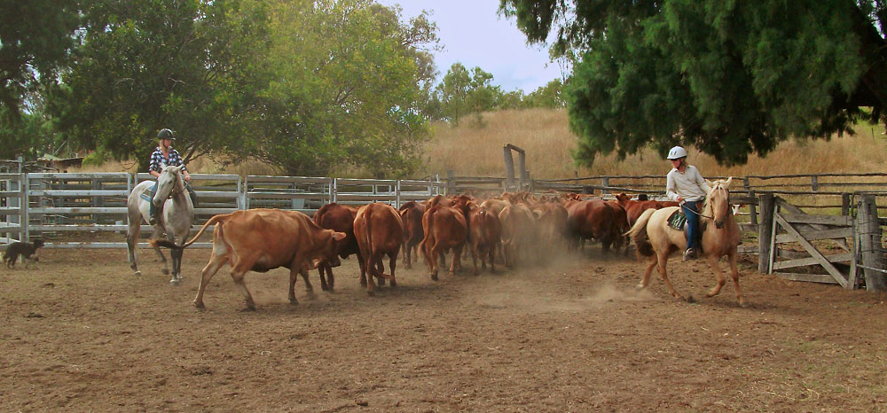 Farm Work: Cattle are sorted and driven into a pen Farm Work: Cattle are sorted and driven into a pen
