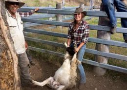 Sheep wrestling Svea 1