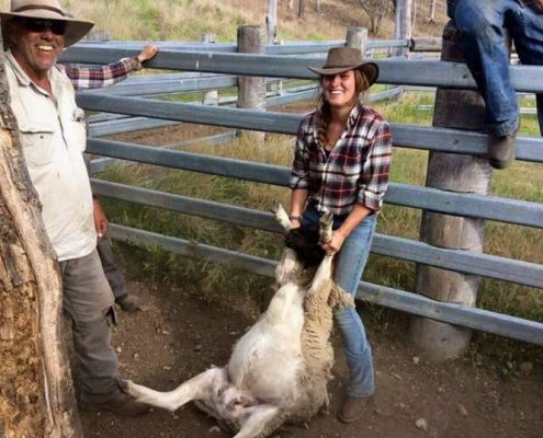 Sheep wrestling Svea 1