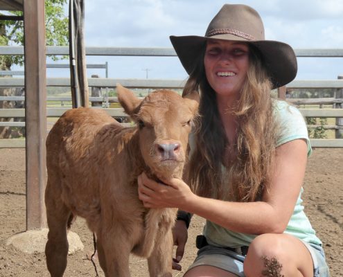 "Montana", one if my little calves Svea 3