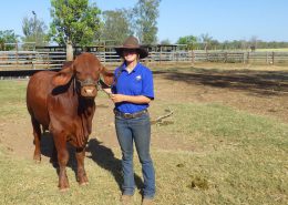 Show bull "Berlin" (named in honor of my home town) Svea 6