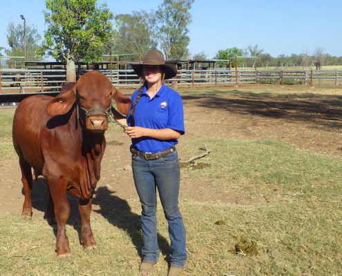 Show bull "Berlin" (named in honor of my home town) Svea 6