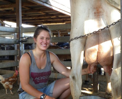 Milking "Present" Svea 7