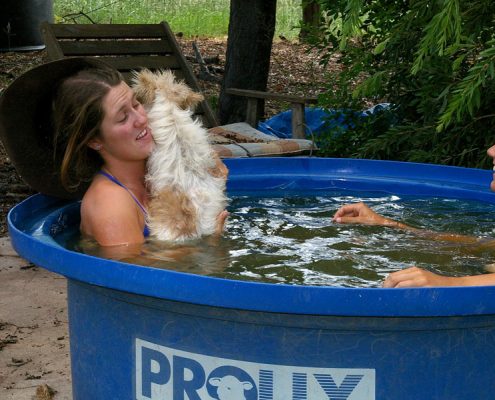 Surviving the 45℃ heat in the lick trough Svea 8