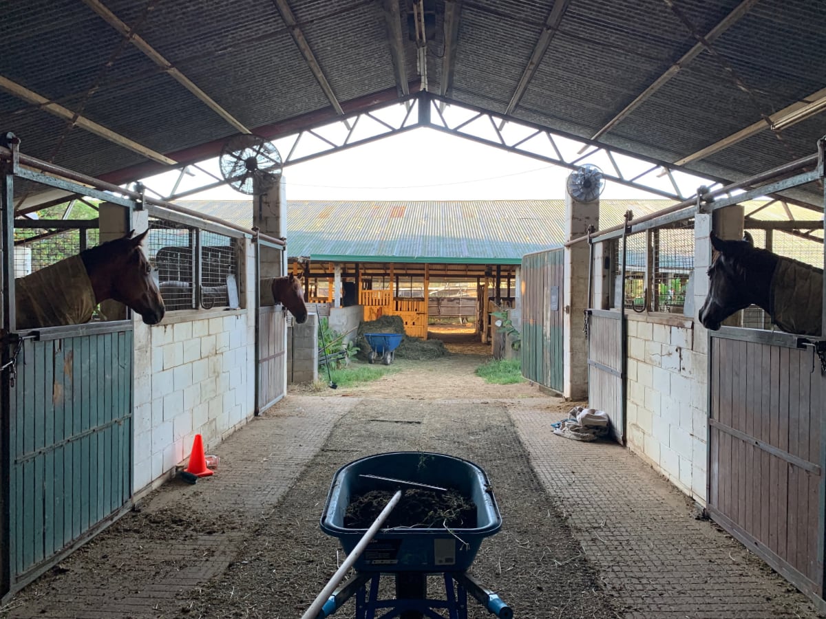 Horse stable